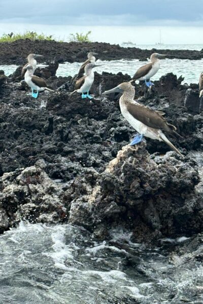Blue-footed boobies on in the Galapagos Islands.
