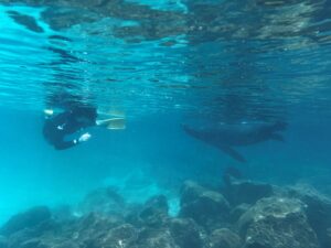 Snorkeling in the Galapagos Islands.