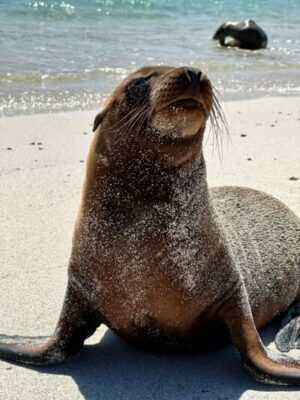 A sea lion on the sand in the Galapagos Islands.