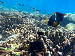 A fish spotted while snorkeling in the Galapagos Islands.