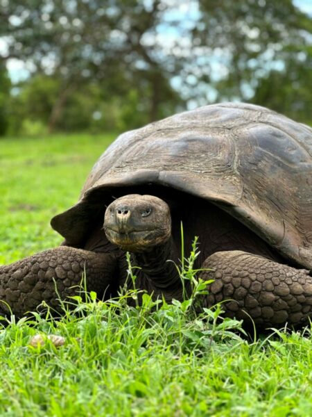 A land tortoise in the Galapagos Islands.