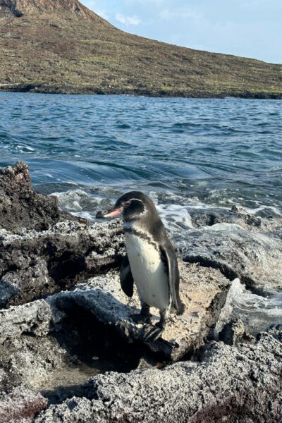 A Galapagos Penguin standing on rocks.