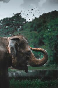 An elephant splashing itself with water.