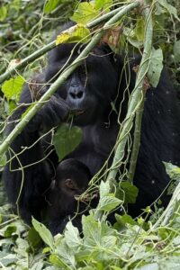 Mom and baby gorilla.