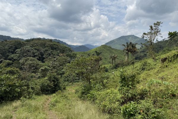Landscape of the forest during a gorilla trek.