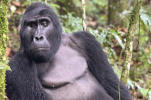 Silverback – Landscape – Large Resize