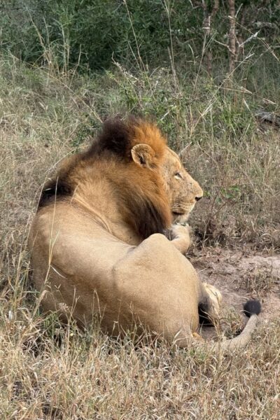 Lion