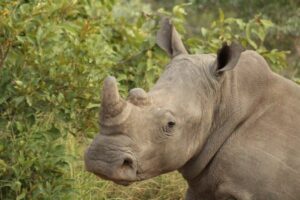 Rhino