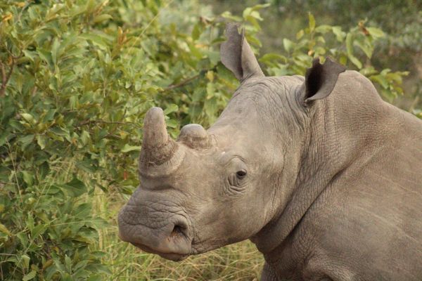 Rhino