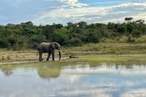 Elephant at a waterhole
