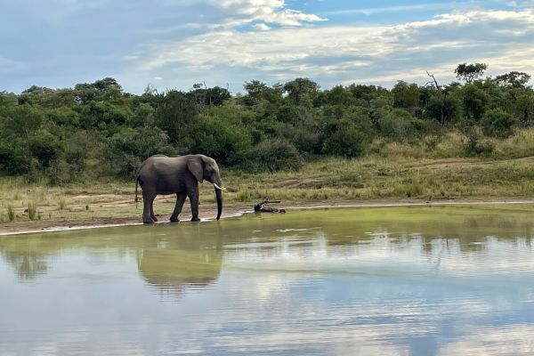 Elephant at a waterhole