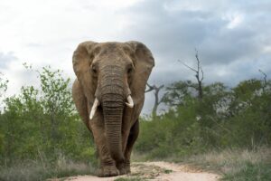 12 Days: Botswana, Zimbabwe, and South Africa