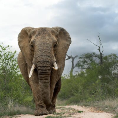 Elephant in Kruger National Park.