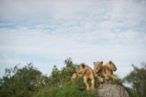 Three lions on a rock in Kruger National Park