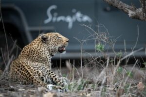 Leopard with Singita safari vehicle in the background