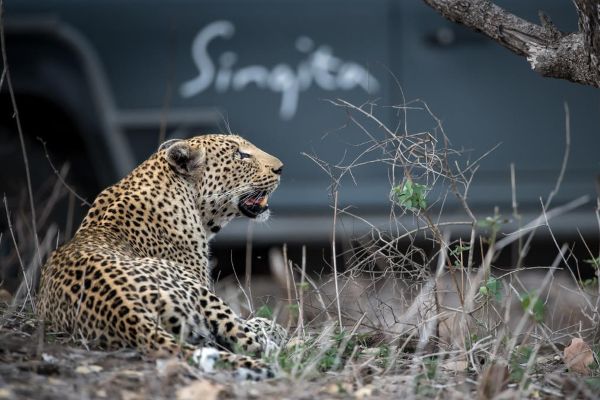 Leopard with Singita safari vehicle in the background