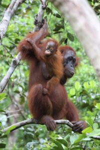 Orangutan with a baby on its back.
