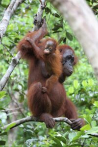 Orangutan with a baby on its back.