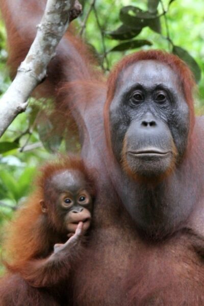 Mom and baby orangutan.
