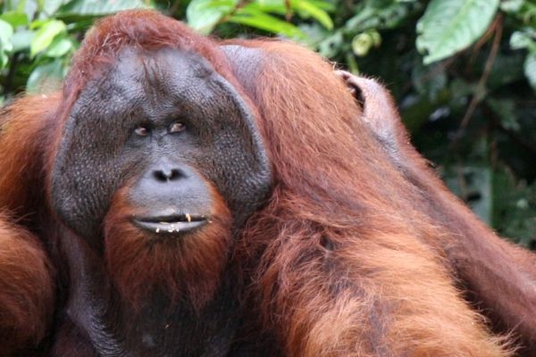 Roger the orangutan.
