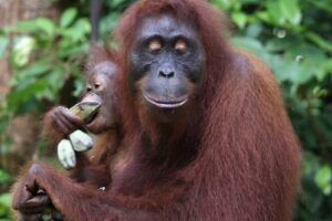 Mom and baby orangutan eating.