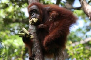 Orangutan with a mouthful of bananas.