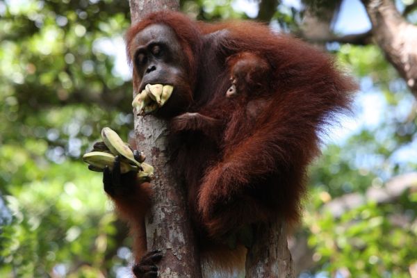 Orangutan with a mouthful of bananas.