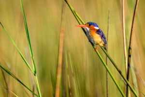 A bird in the Okavango Delta, Botswana