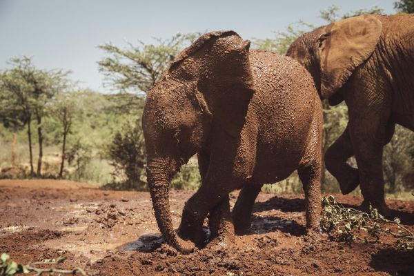 Elephants playing in the mud