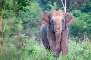 10 Days of Nature & Wildlife in Thailand