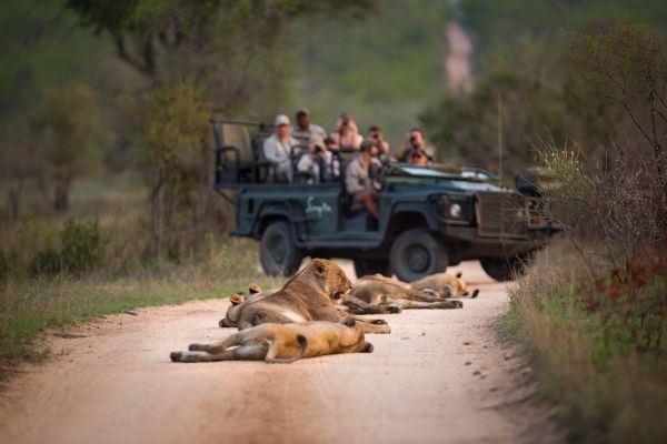 Lions in front of a safari vehicle
