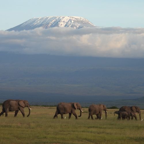 Elephants with Mt. Kilimanjaro in the background