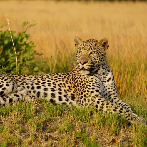 Leopard