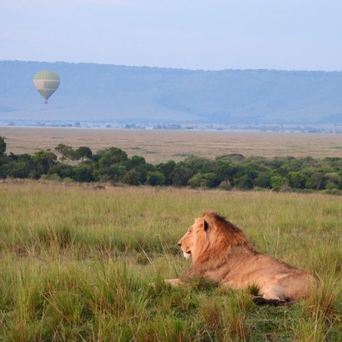 Lion with hot air balloon in the sky