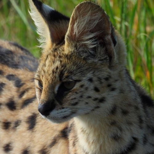 A serval in Africa