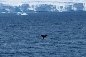 Humpback whale fluke.