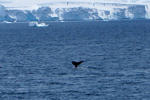 Humpback whale fluke.