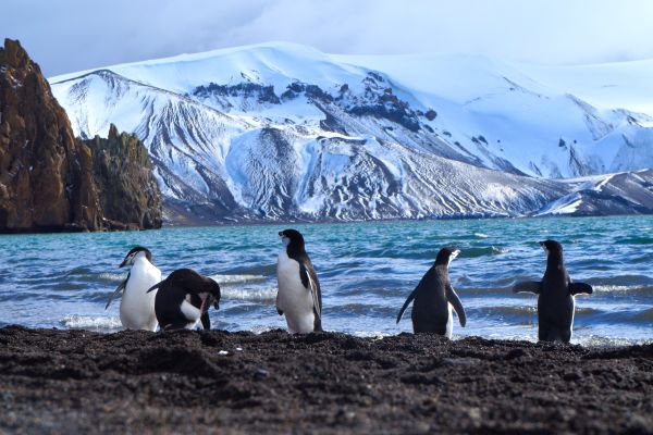 Penguins in Antarctica