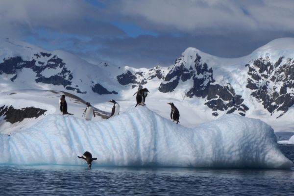 Penguins in Antarctica