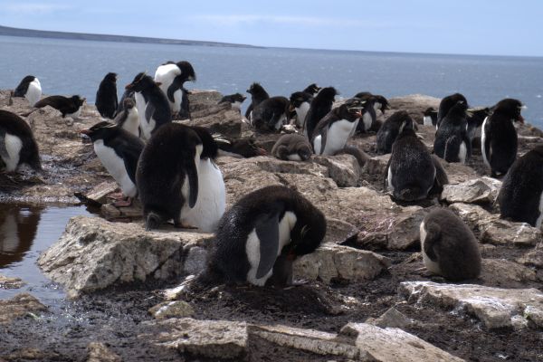 Rockhopper Penguins in Antarctica