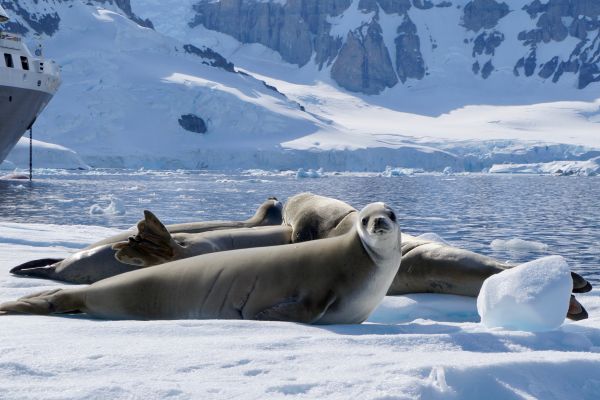 A seal in Antarctica