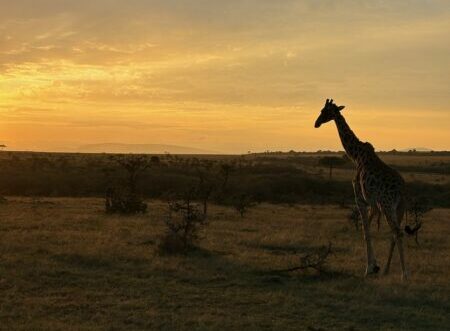 A giraffe walking on a vast plain in the African sunset.