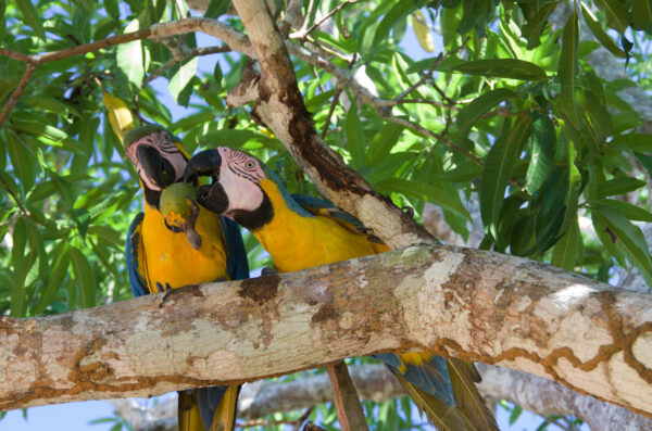 Birds on the River at Anavihanas Lodge in Brazil.