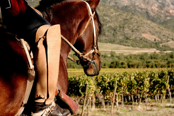 Horseback riding at Vik Chile, in the Millahue Valley.