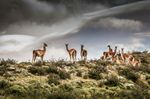 Wildlife at Awasi Patagonia Lodge in Torres del Paine, Chile.