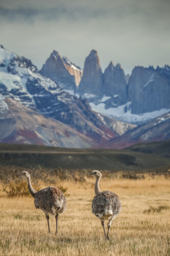 Wildlife at Awasi Patagonia Lodge in Torres del Paine, Chile.