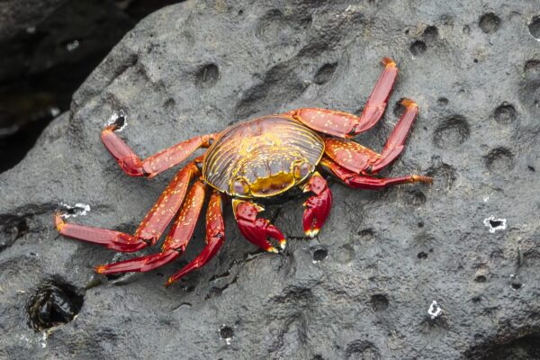 A crab in the Galapagos Islands of Ecuador.