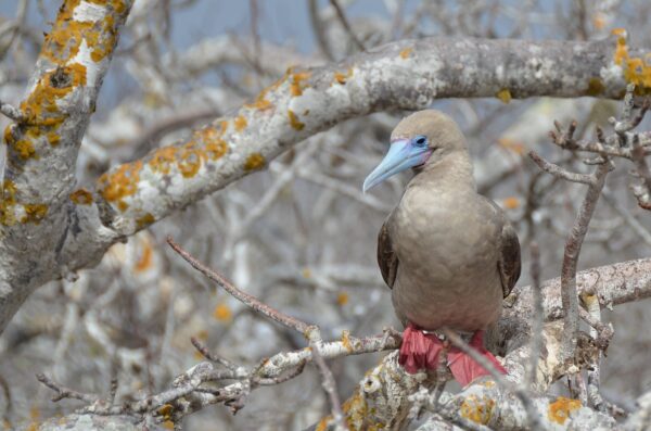 A red footed booby in the Galapagos Islands of Ecuador.