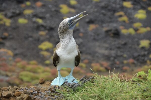 A blue footed boobie in the Galapagos Islands.