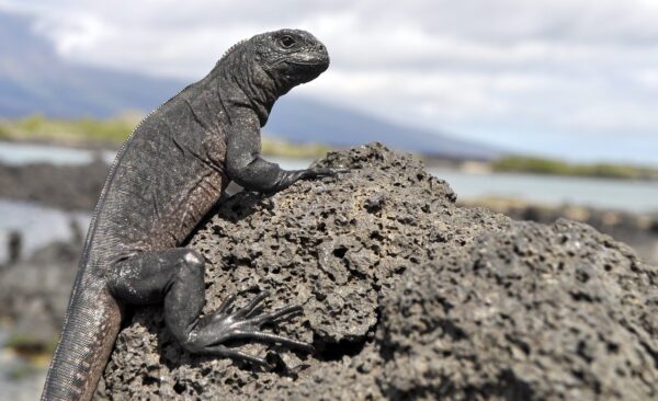 Marine Iguana in the Galapagos Islands.